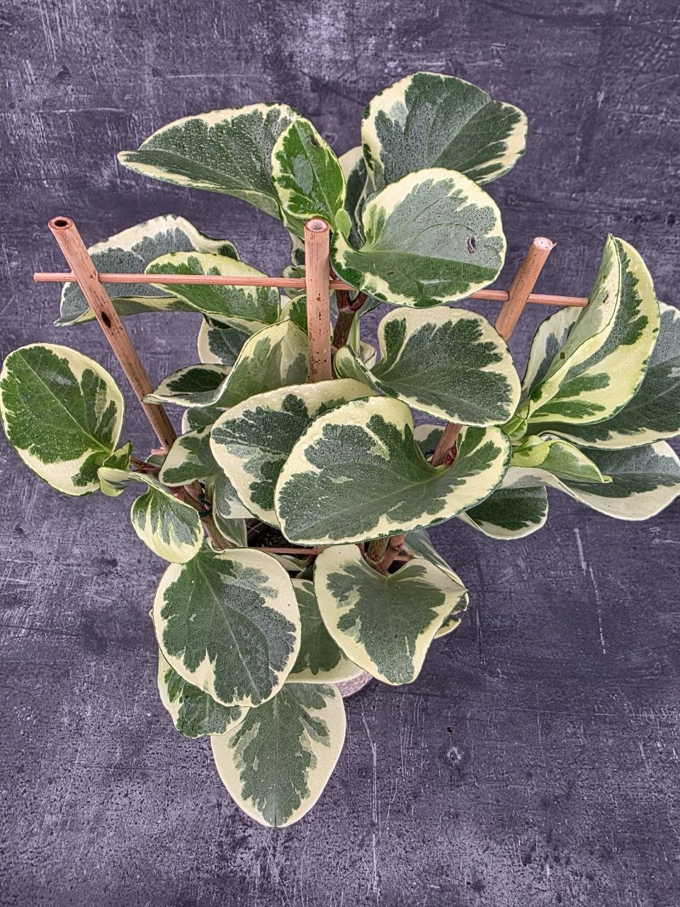 Peperomia Gold XXL