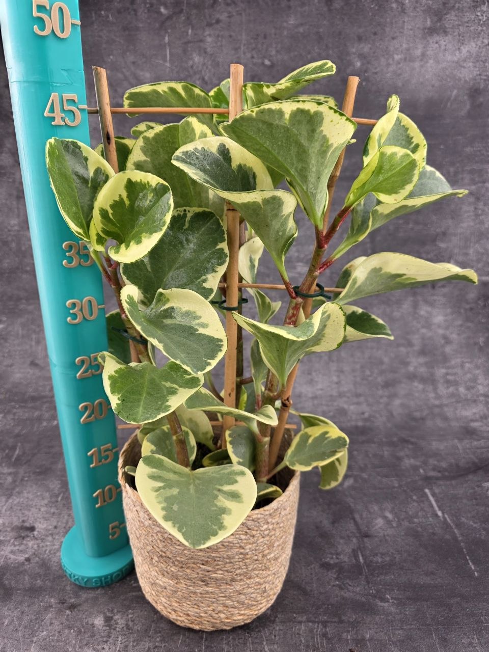 Peperomia Gold XXL