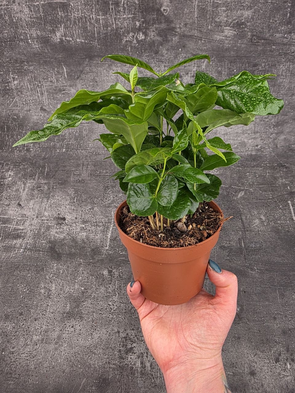 Coffea Arabica 12 cm