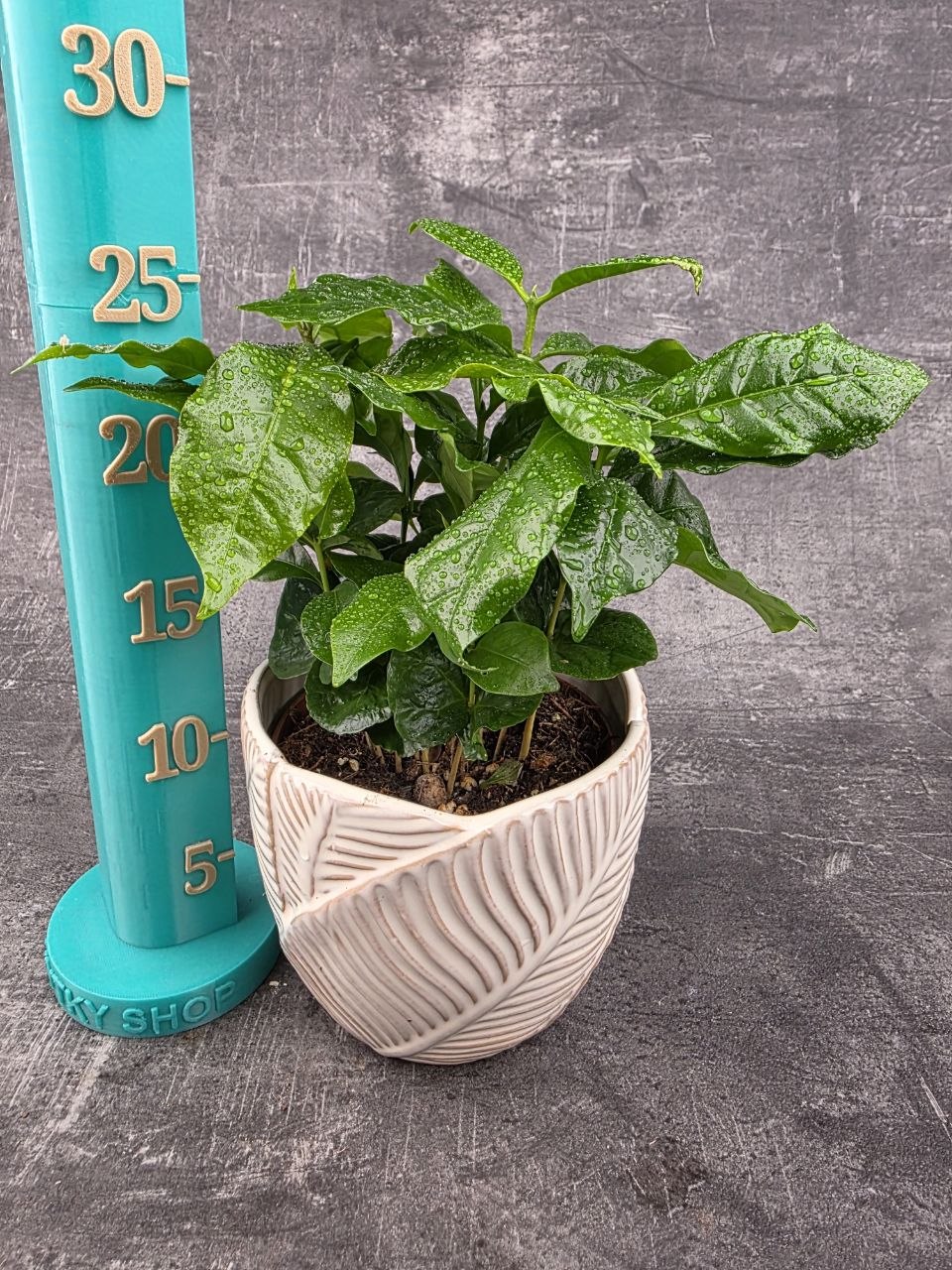 Coffea Arabica 12 cm