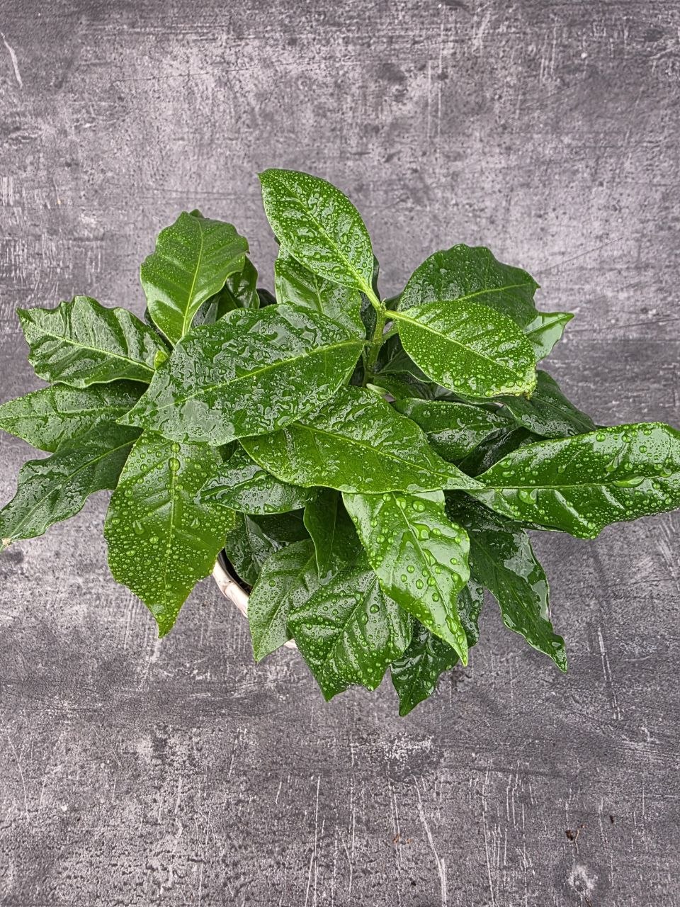 Coffea Arabica 12 cm