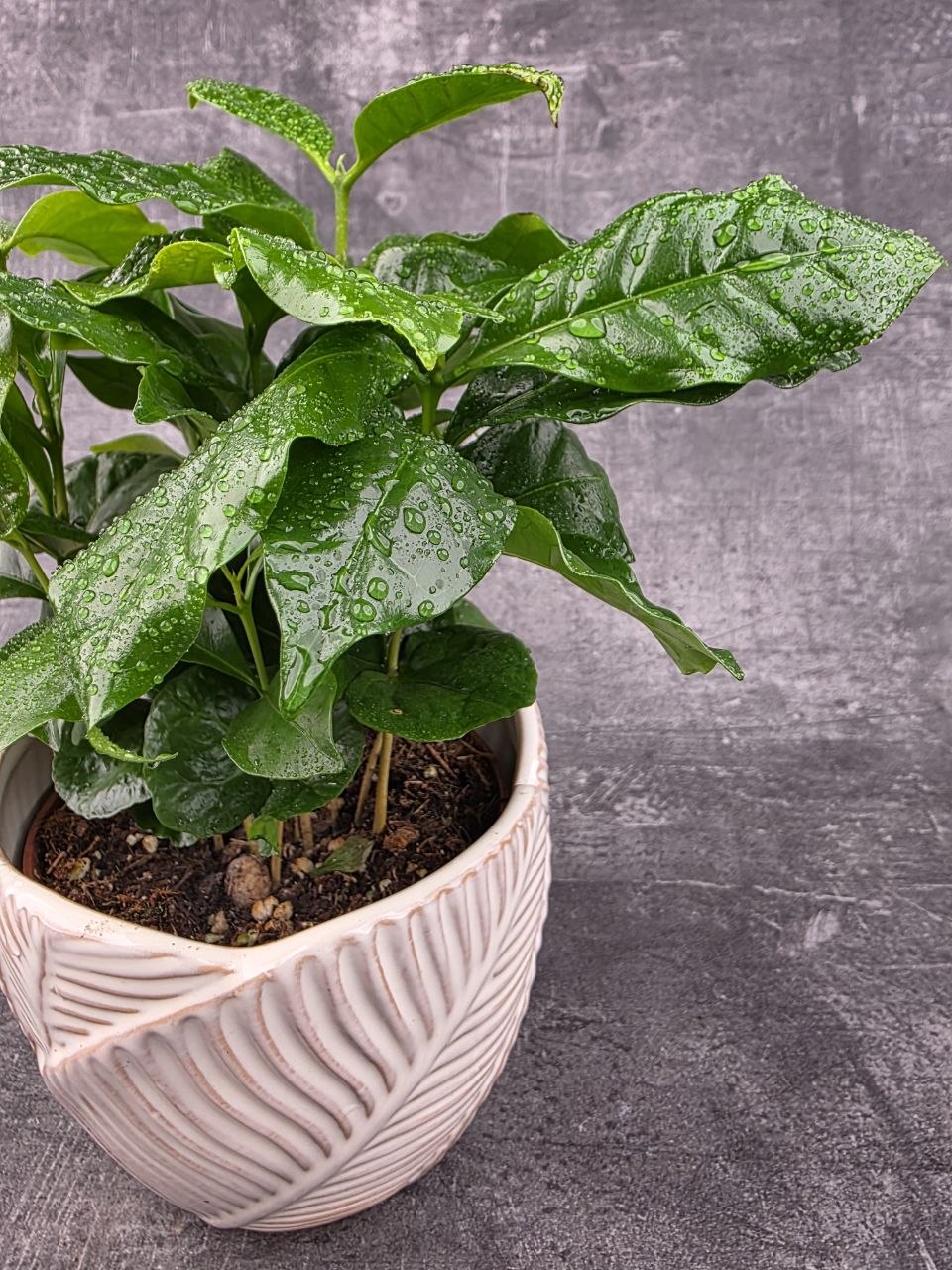 Coffea Arabica 12 cm