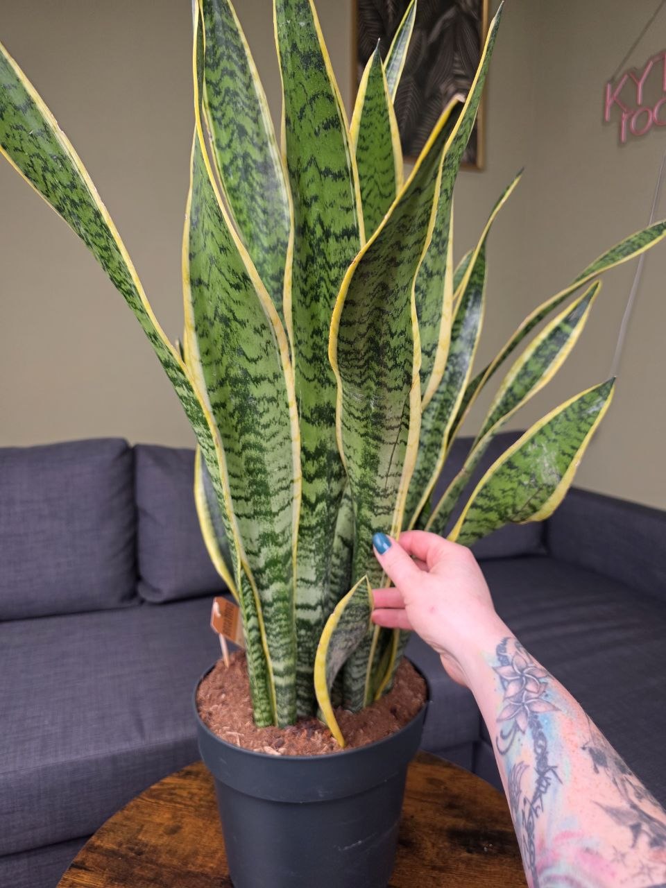 Sansevieria trifasciata 'Laurentii' XXL