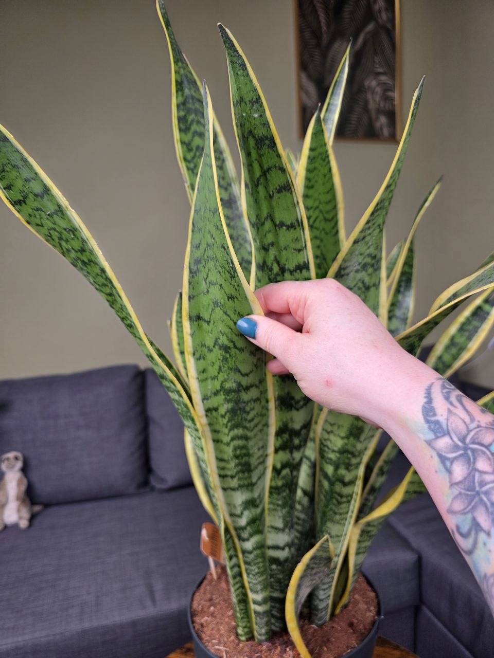 Sansevieria trifasciata 'Laurentii' XXL