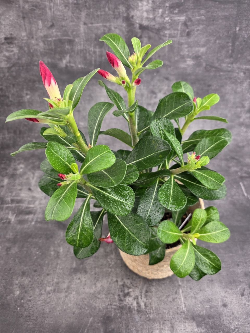 Adenium Anouk red 
