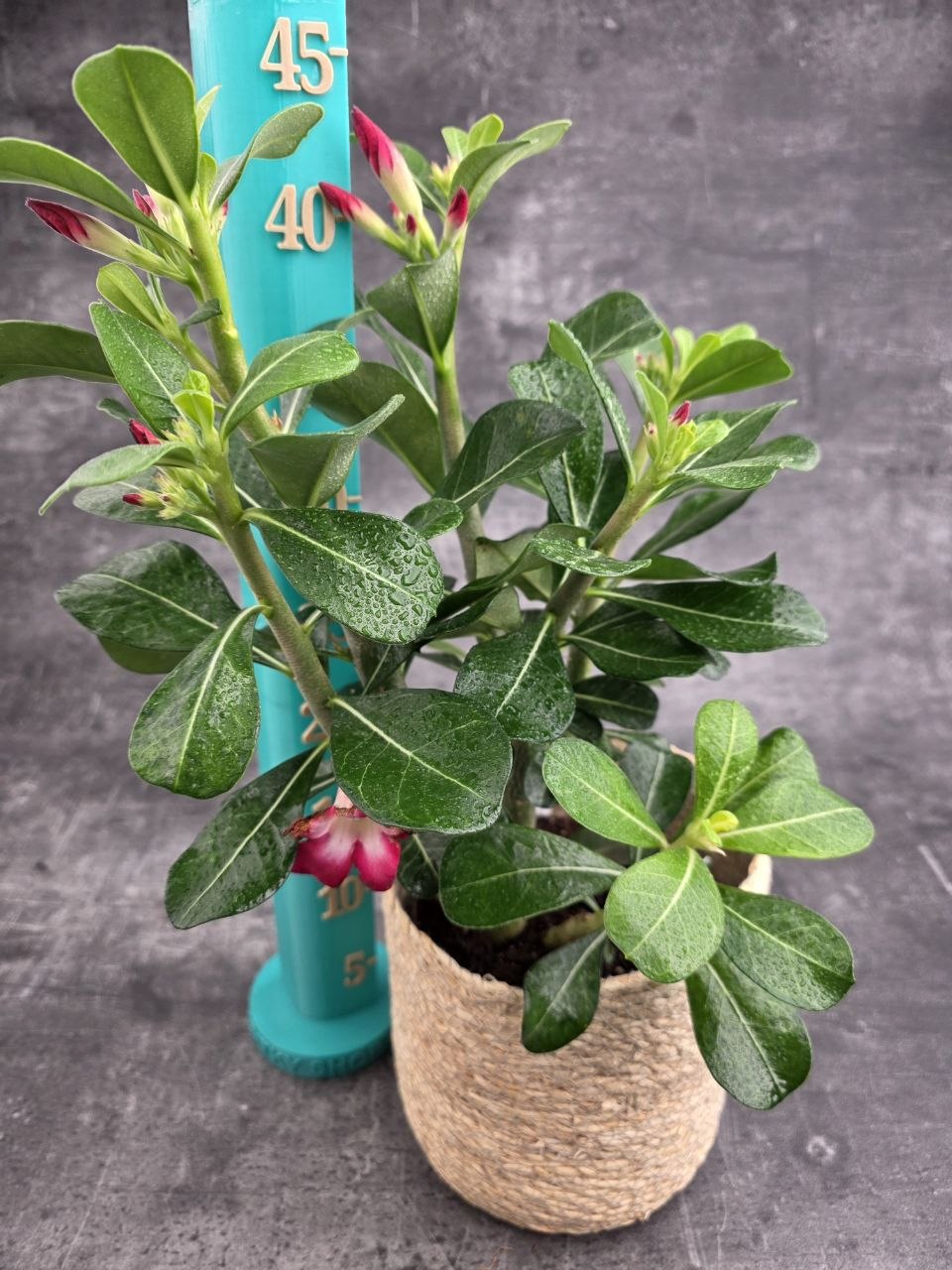 Adenium Anouk red 