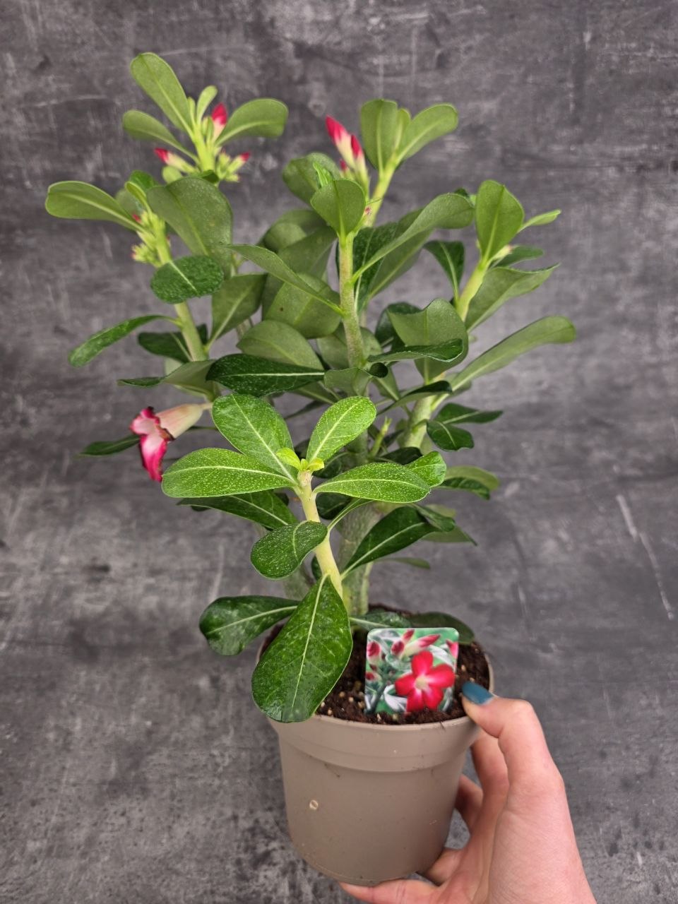 Adenium Anouk red 