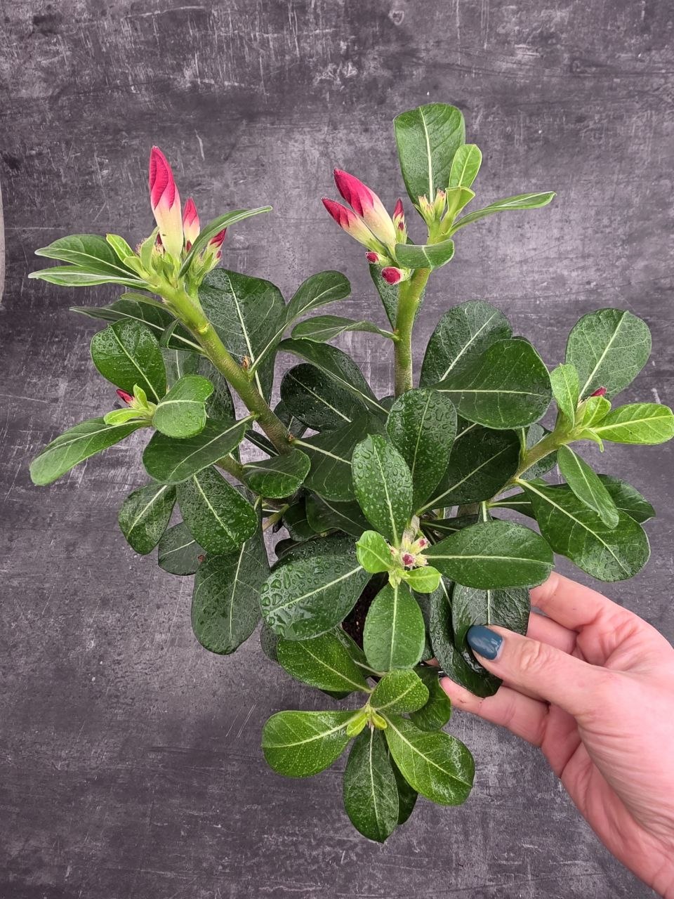 Adenium Anouk red 