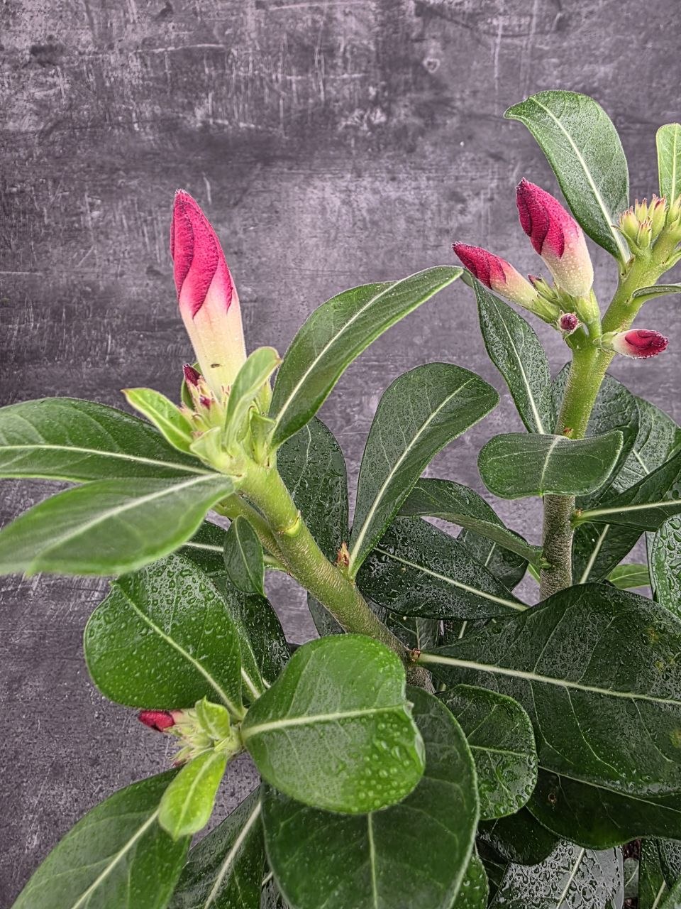 Adenium Anouk red 