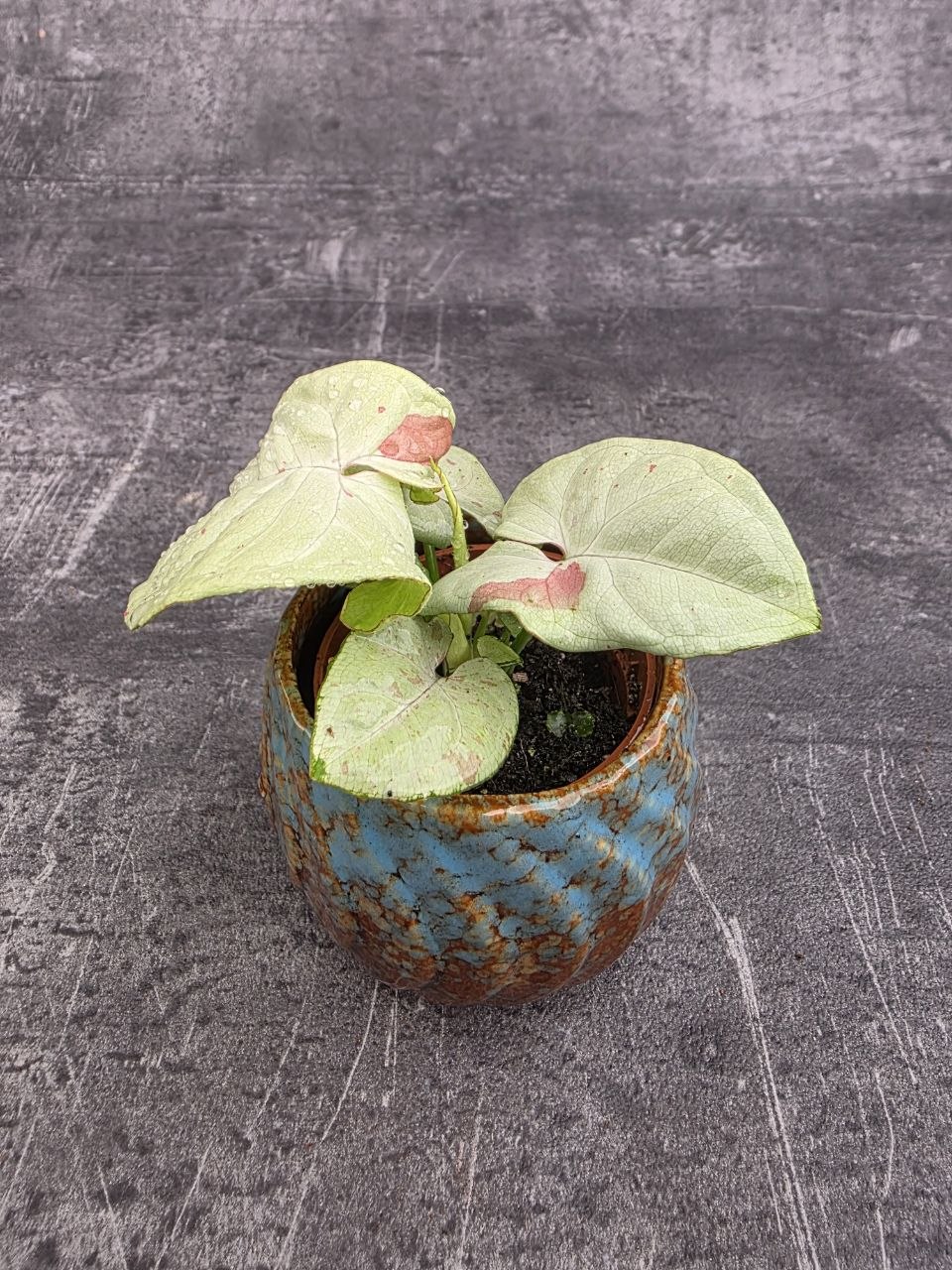 Syngonium Confetti mini