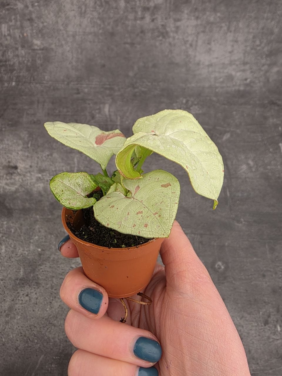 Syngonium Confetti mini