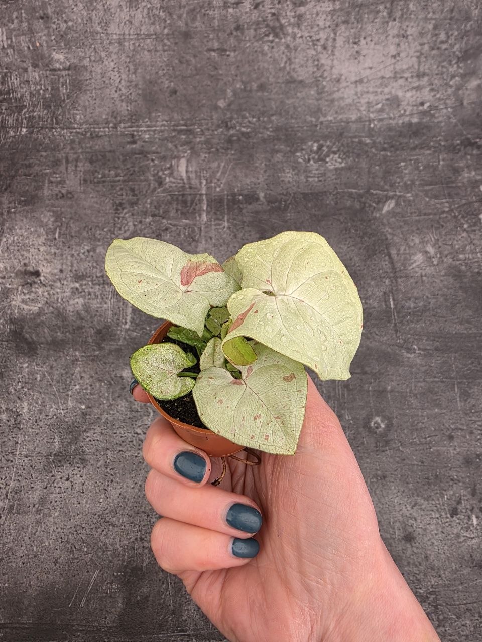 Syngonium Confetti mini