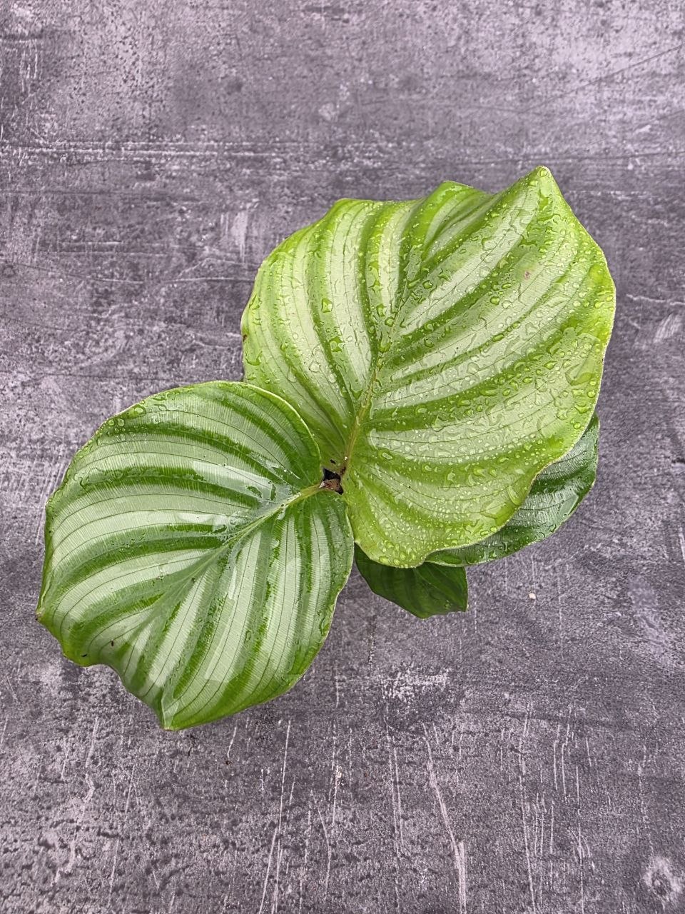 calathlea Orbifolia mini