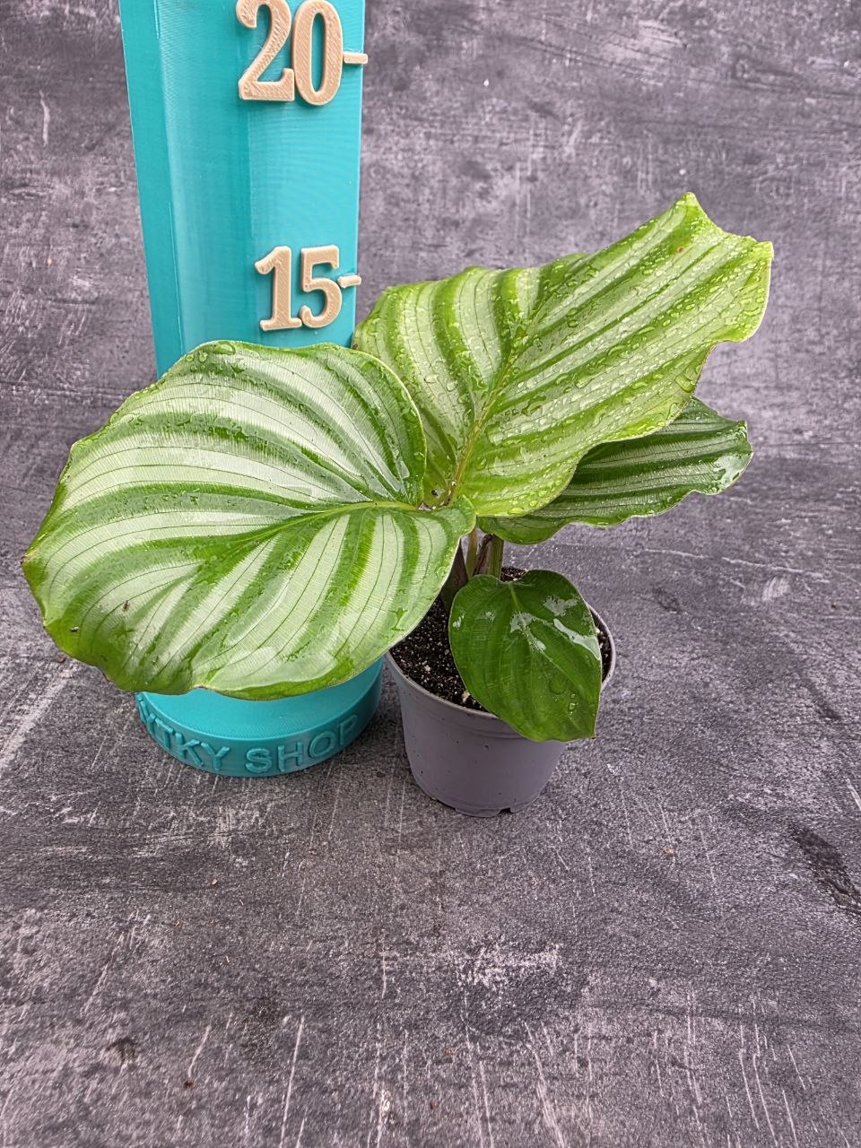 calathlea Orbifolia mini