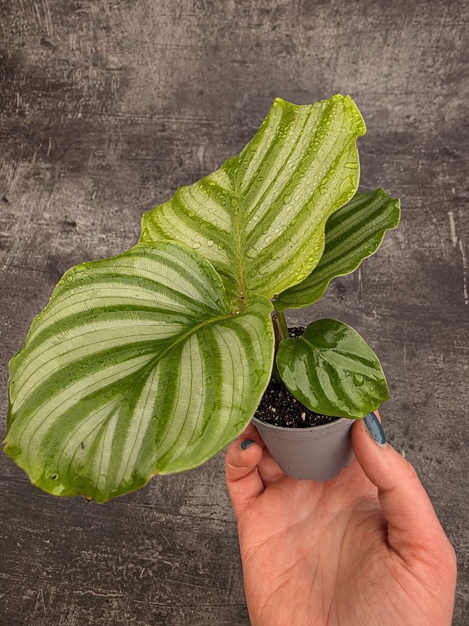 calathlea Orbifolia mini