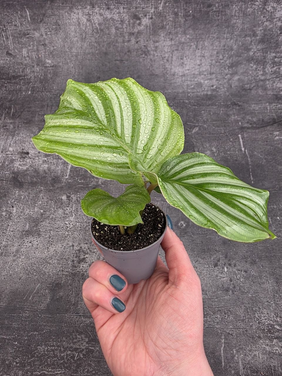 calathlea Orbifolia mini