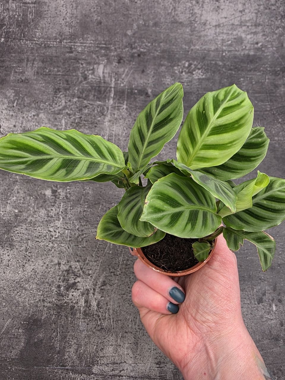 Calathea ‘Freddie’ mini