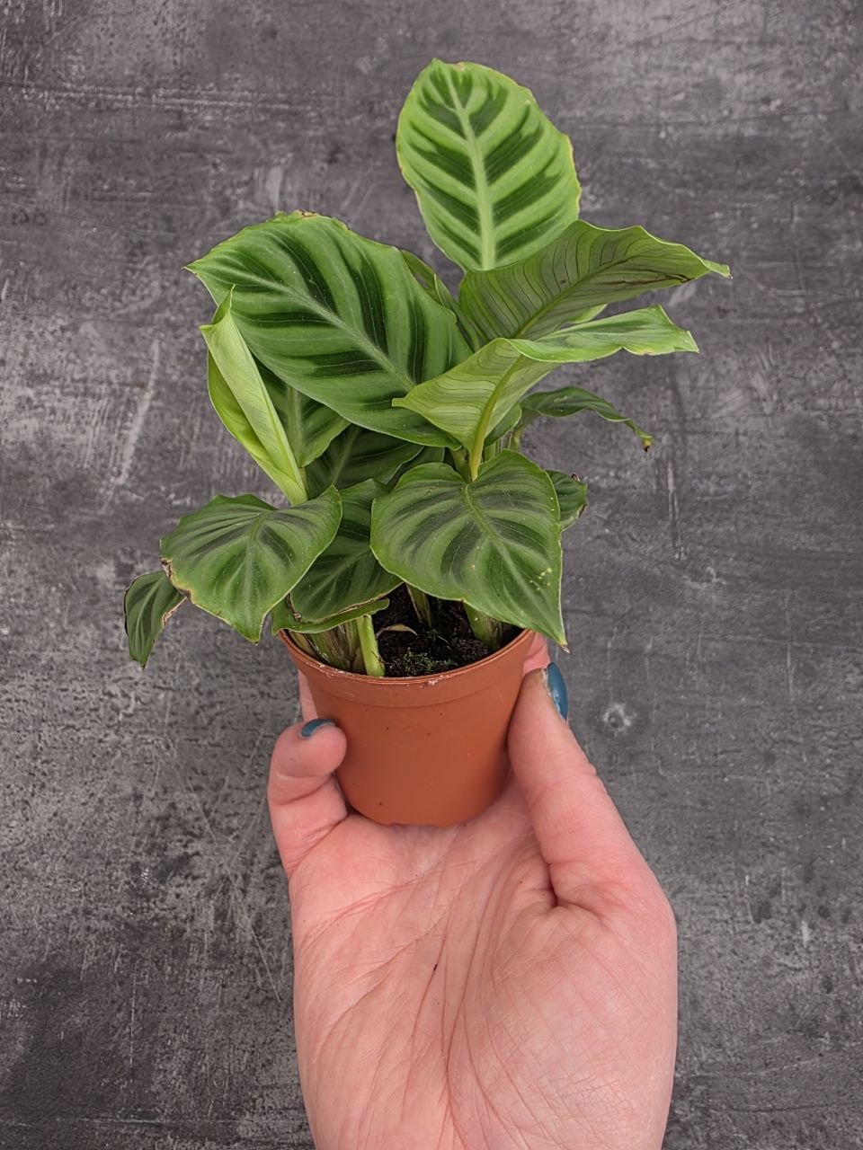 Calathea ‘Freddie’ mini