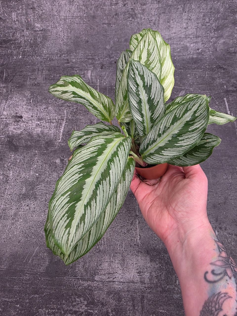Calathea Silver Plate mini