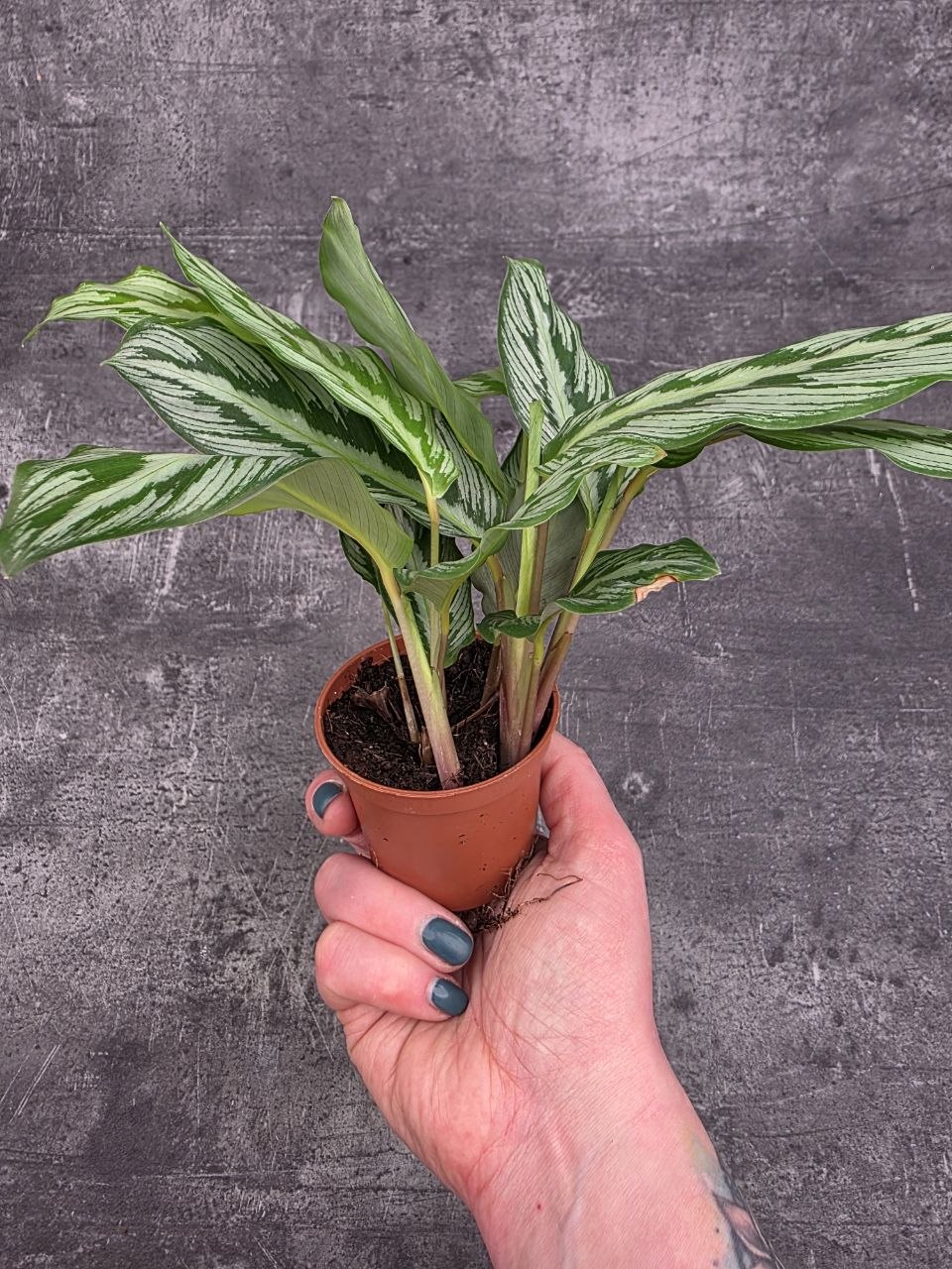 Calathea Silver Plate mini