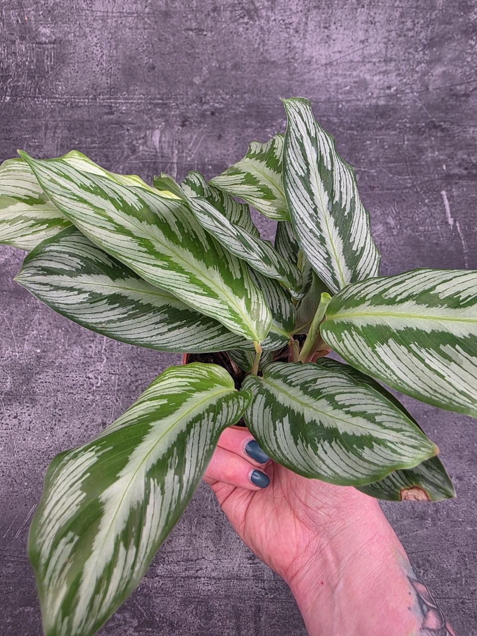 Calathea Silver Plate mini