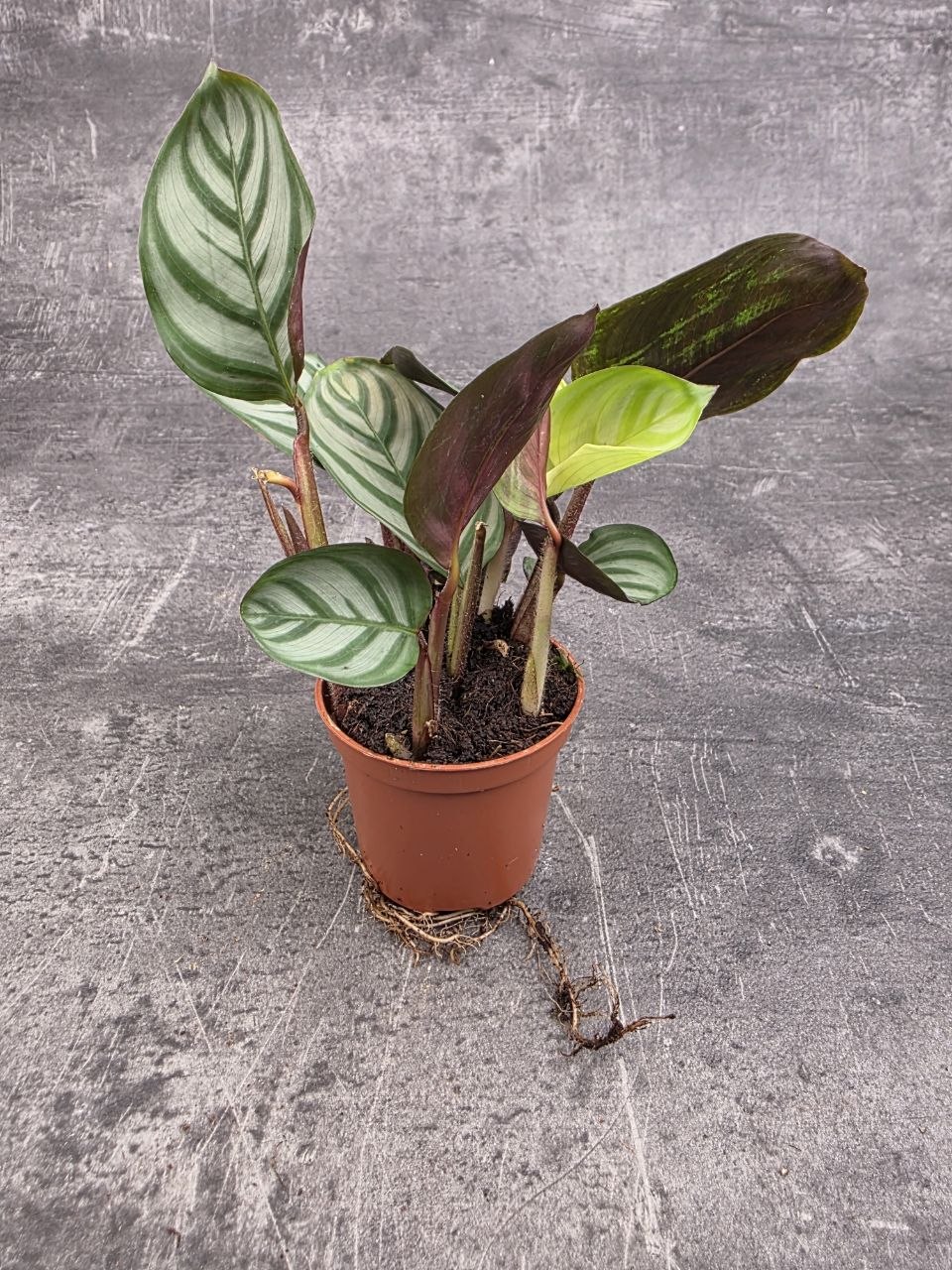 Calathea setosa ‘Grey Star’ mini