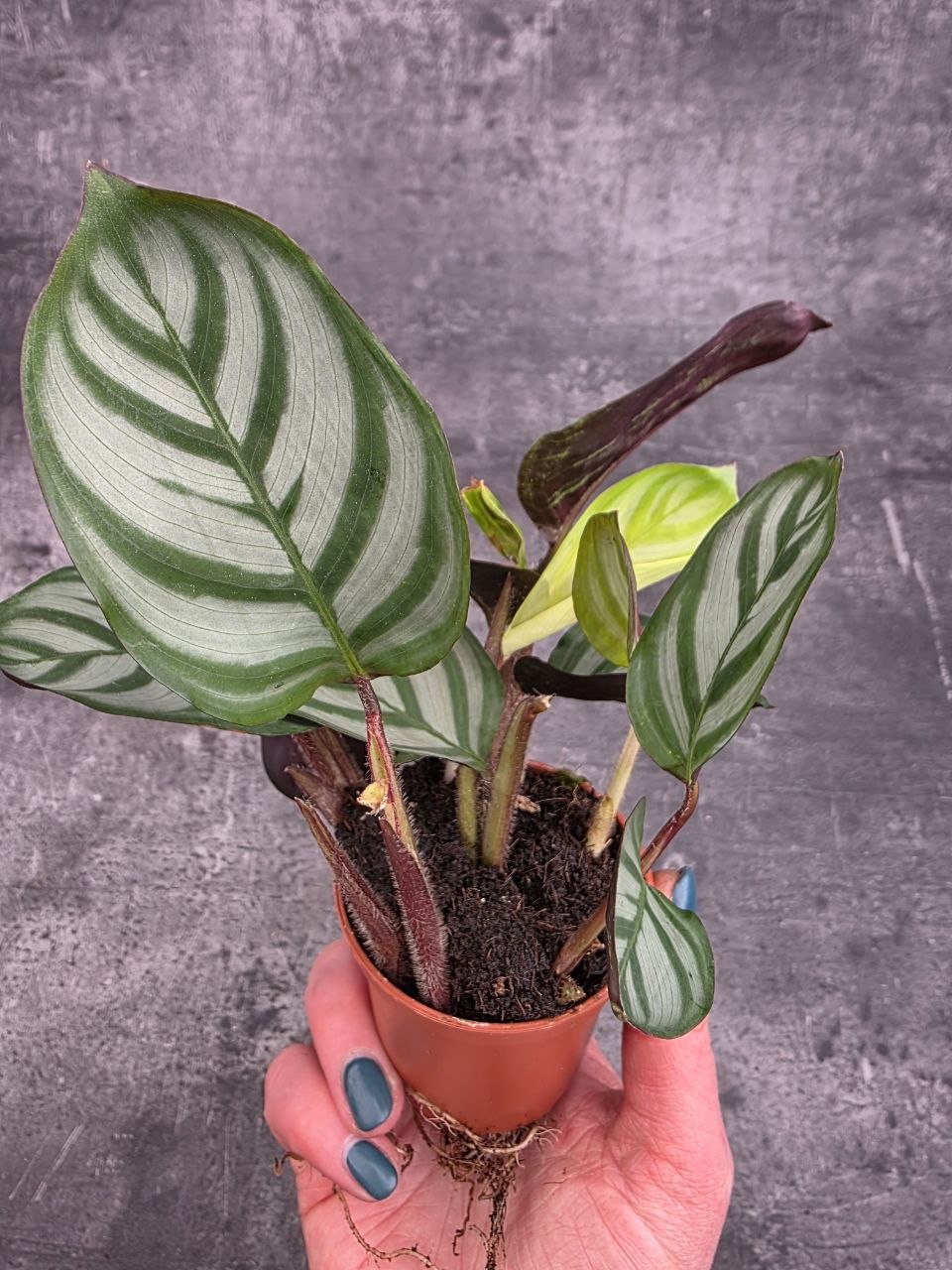 Calathea setosa ‘Grey Star’ mini