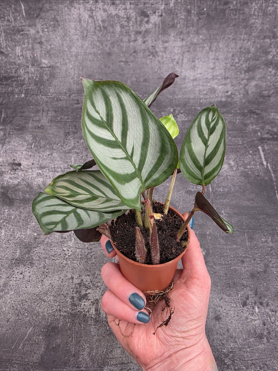 Calathea setosa ‘Grey Star’ mini