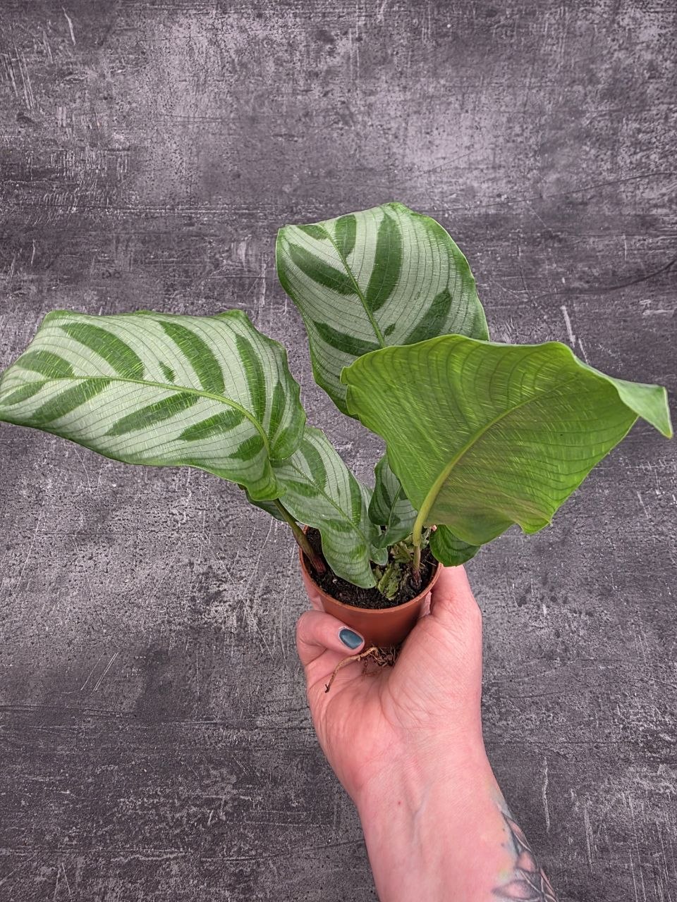 Calathea setosa ‘Compact Star’ mini