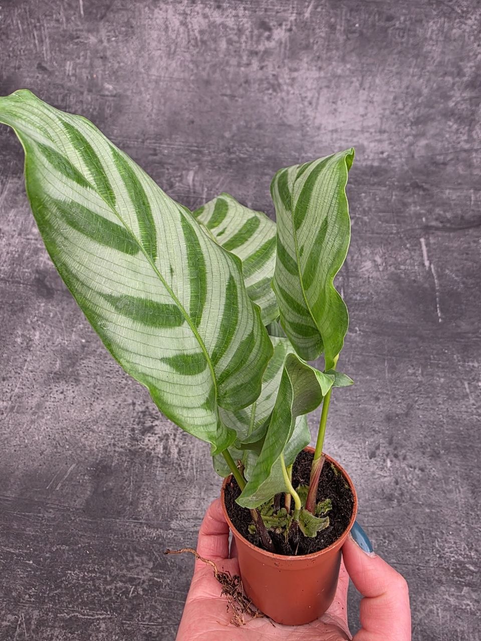Calathea setosa ‘Compact Star’ mini