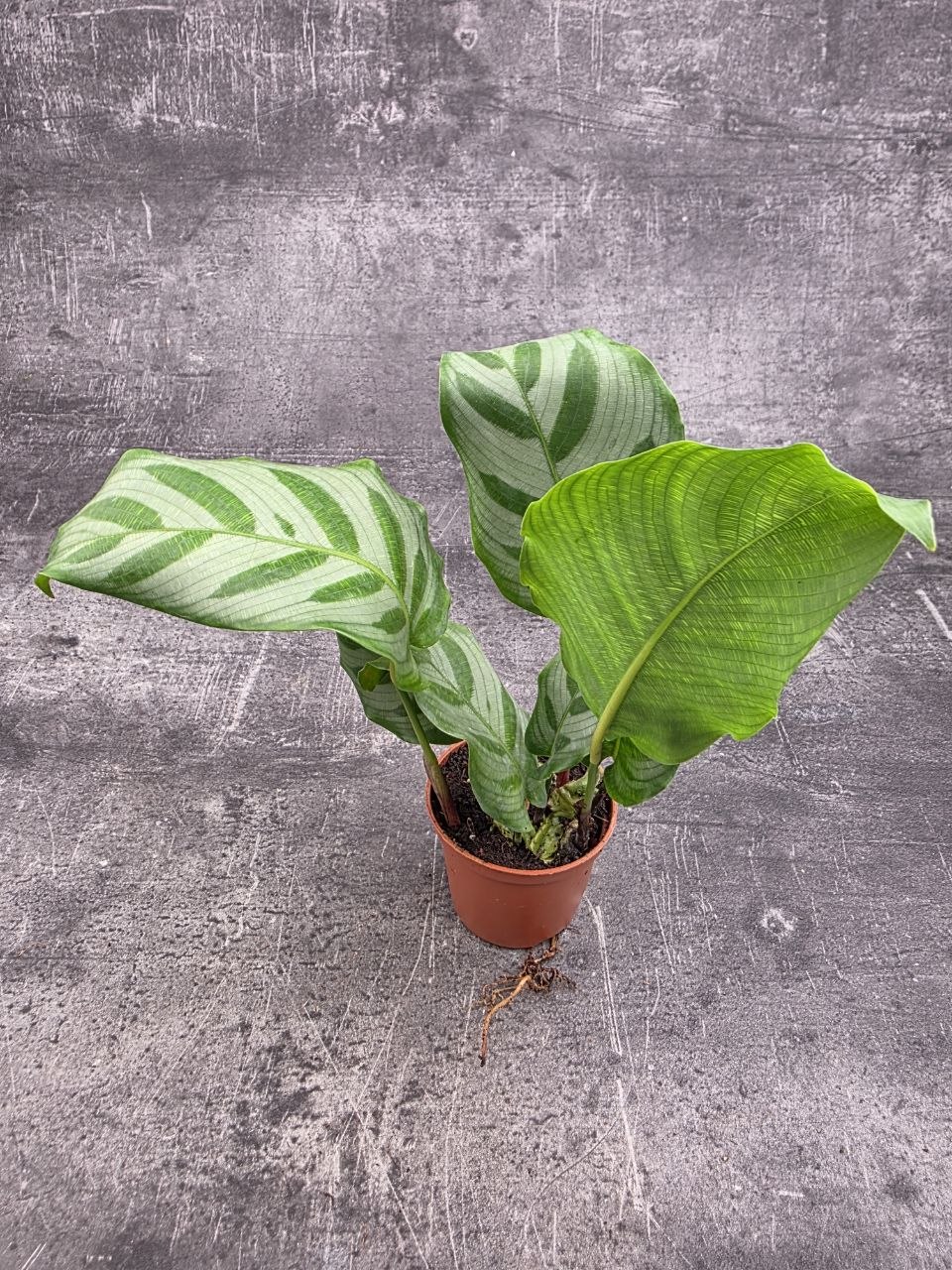 Calathea setosa ‘Compact Star’ mini