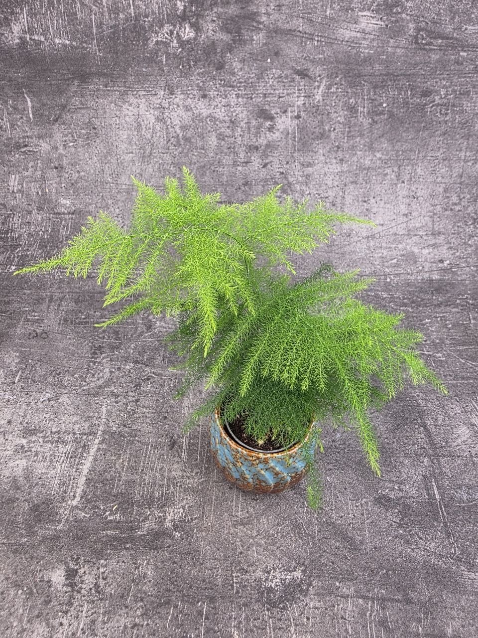 Asparagus Plumosus mini
