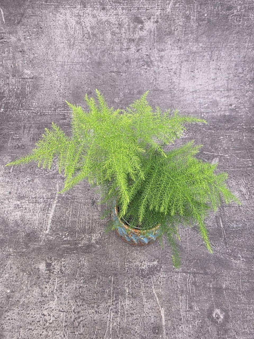 Asparagus Plumosus mini