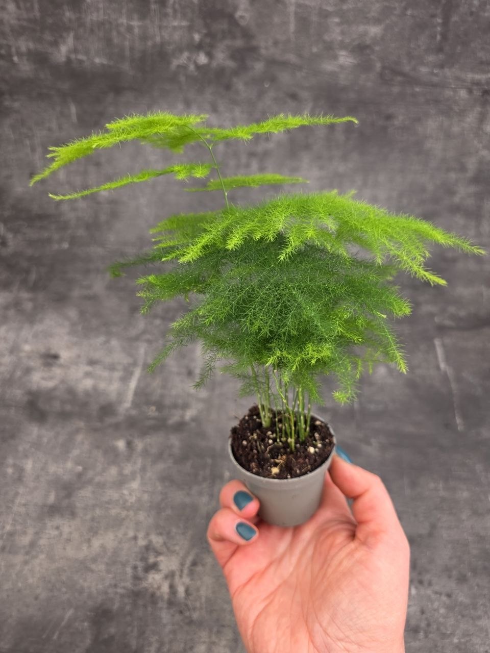Asparagus Plumosus mini