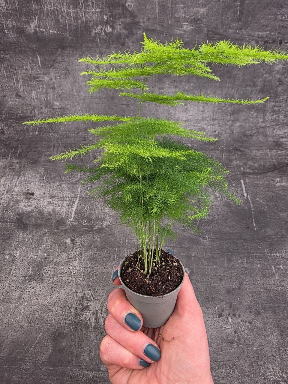 Asparagus Plumosus mini