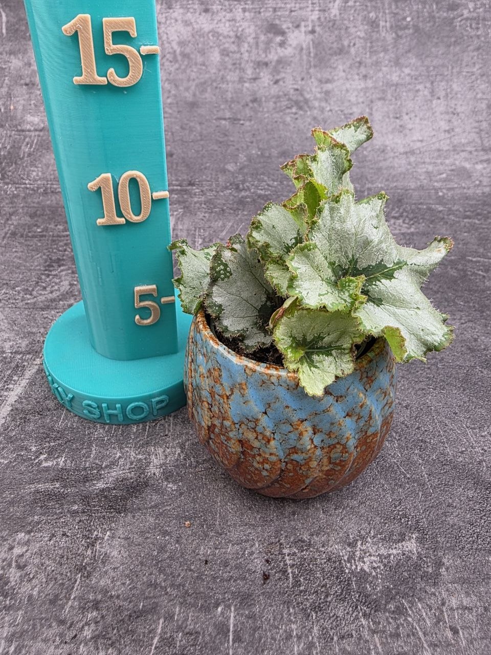 Begonia Princess of Hanover mini