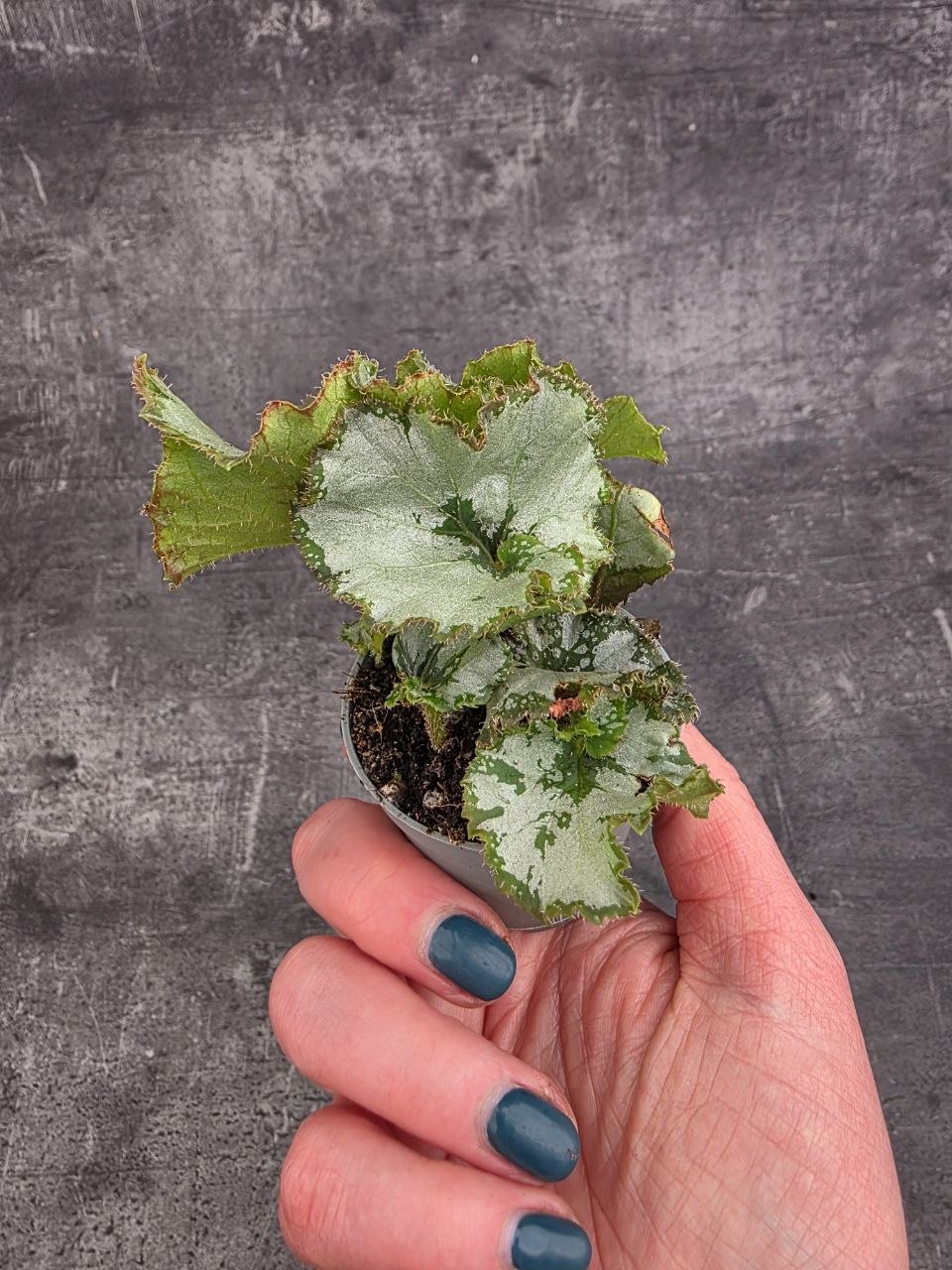 Begonia Princess of Hanover mini