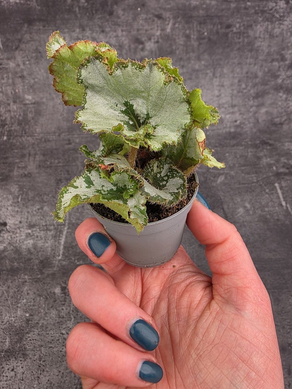 Begonia Princess of Hanover mini
