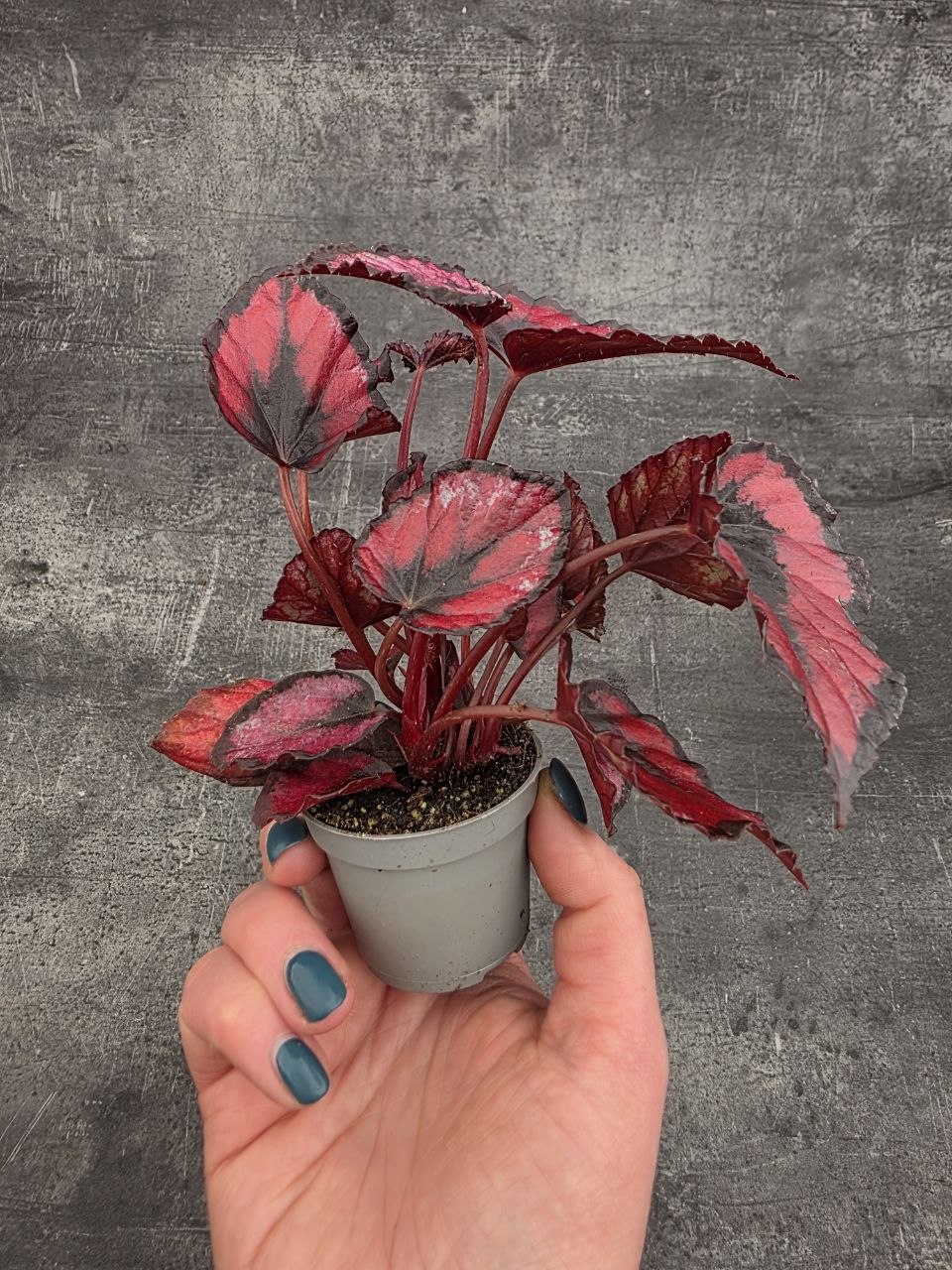 Begonia Red Kiss mini