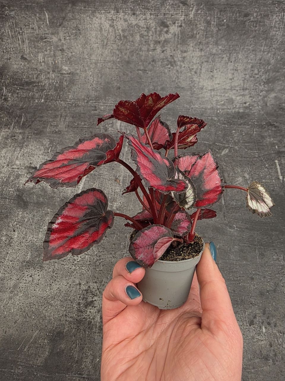 Begonia Red Kiss mini