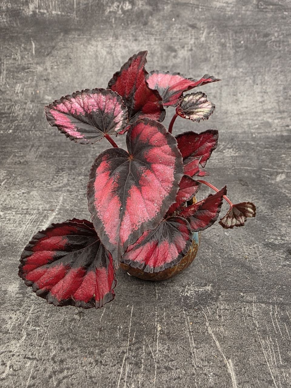 Begonia Red Kiss mini