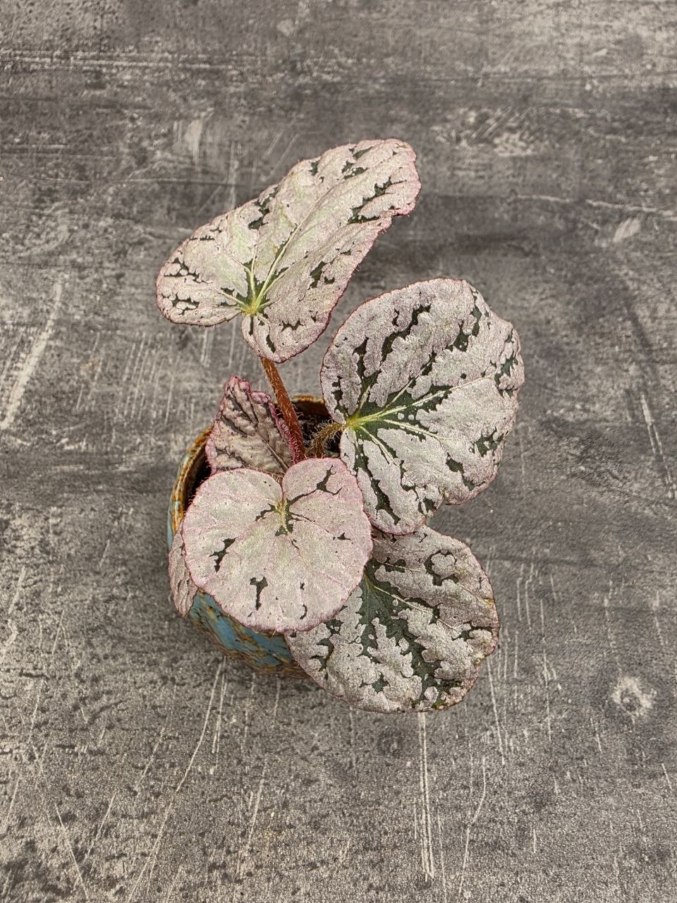 Begonia Spirit of Bali mini
