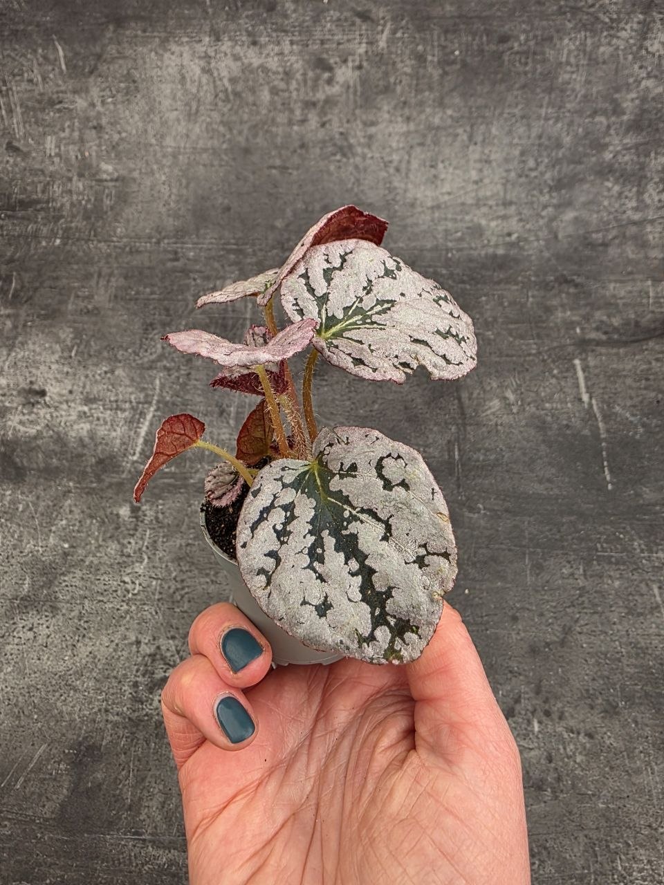 Begonia Spirit of Bali mini