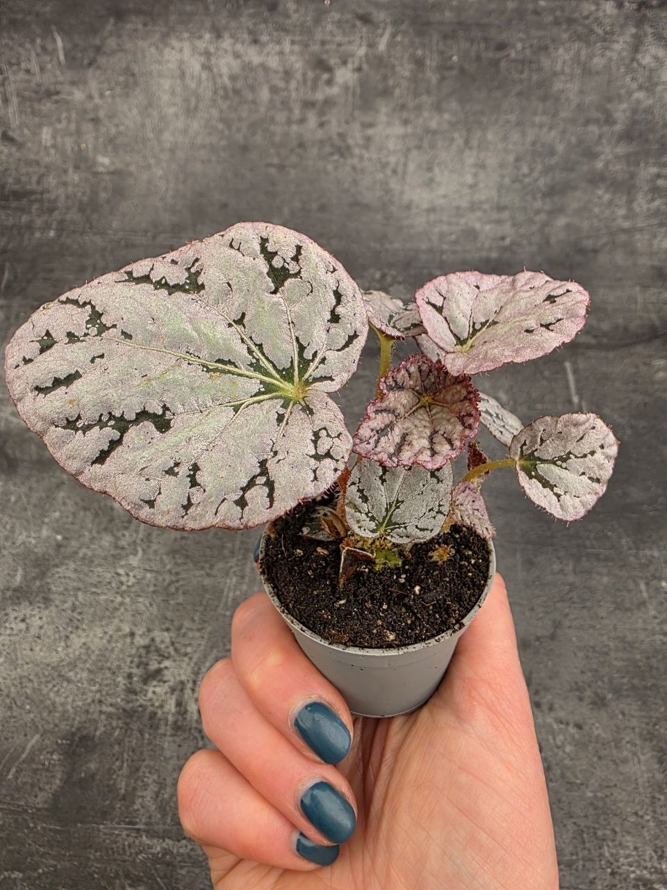 Begonia Spirit of Bali mini