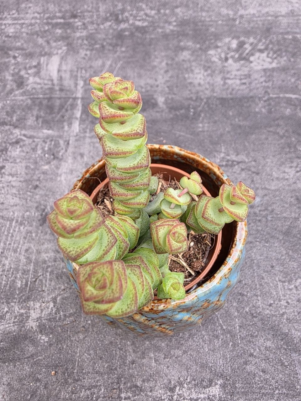 Crassula Marnieriana mini