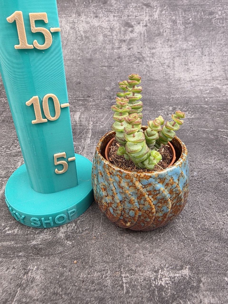 Crassula Marnieriana mini