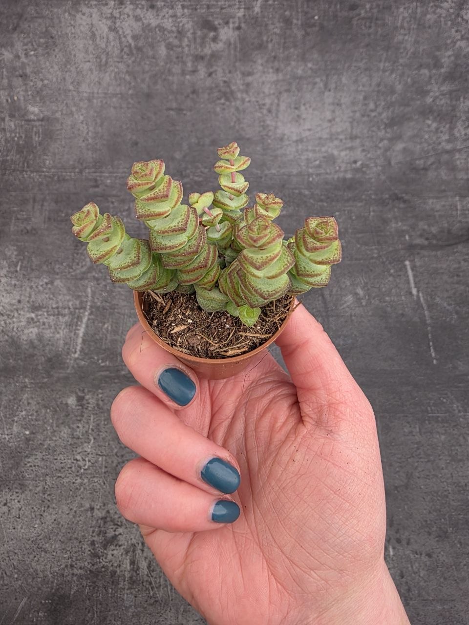 Crassula Marnieriana mini