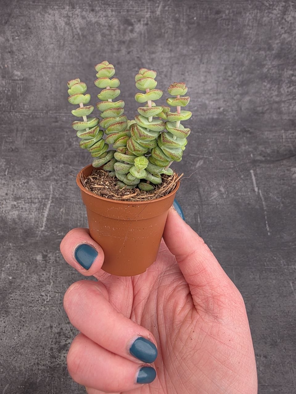 Crassula Marnieriana mini
