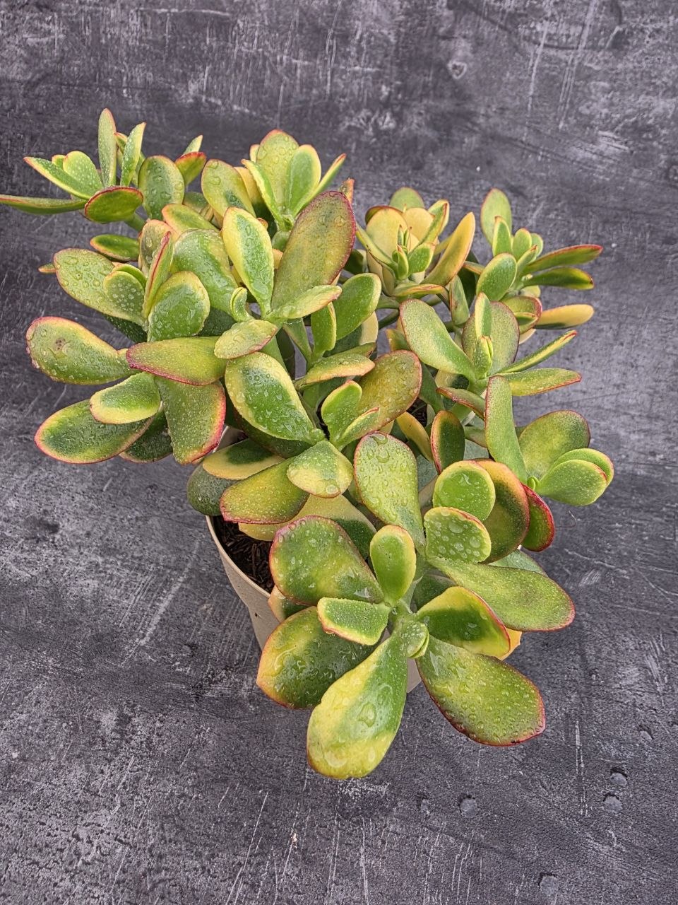 Crassula ovata variegatta XXL