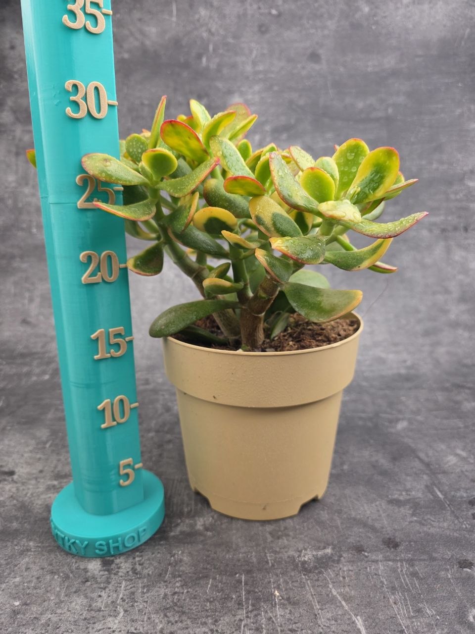 Crassula ovata variegatta XXL